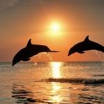 dolphin_at_sunset_wallpaper-29154